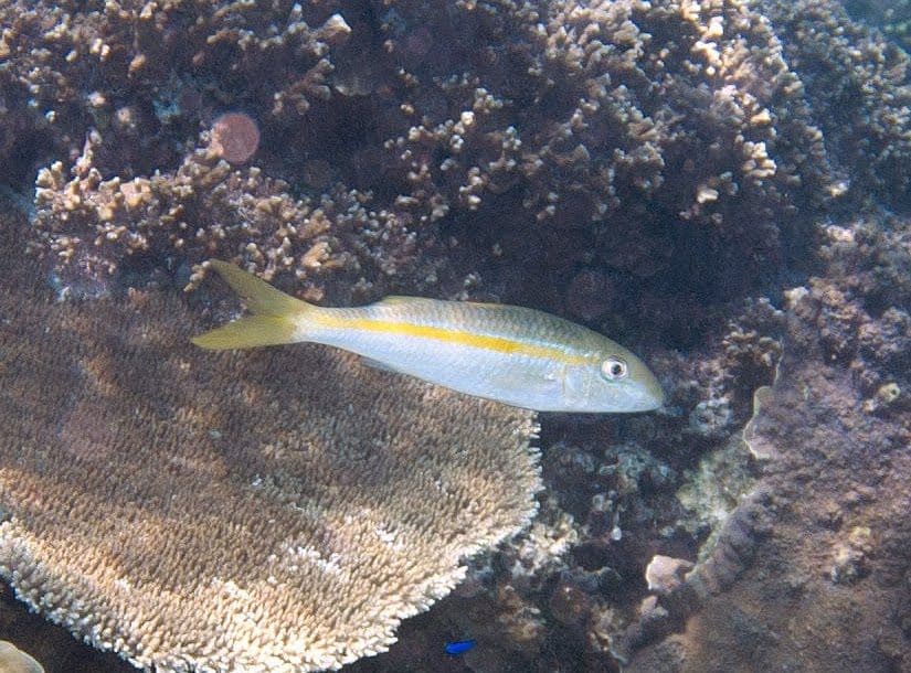 It is not a very active fish, it eats small worms and crustaceans that it searches for at night, usually alone.