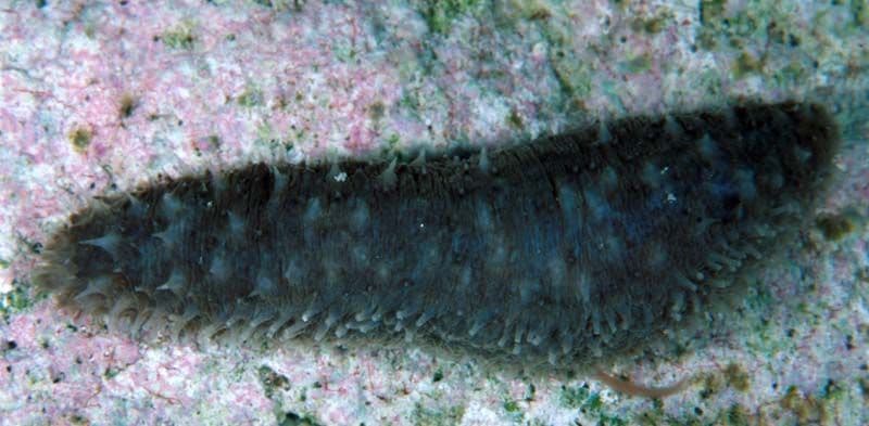 They swallow large quantities of sand, and this is part of their role as filterers.