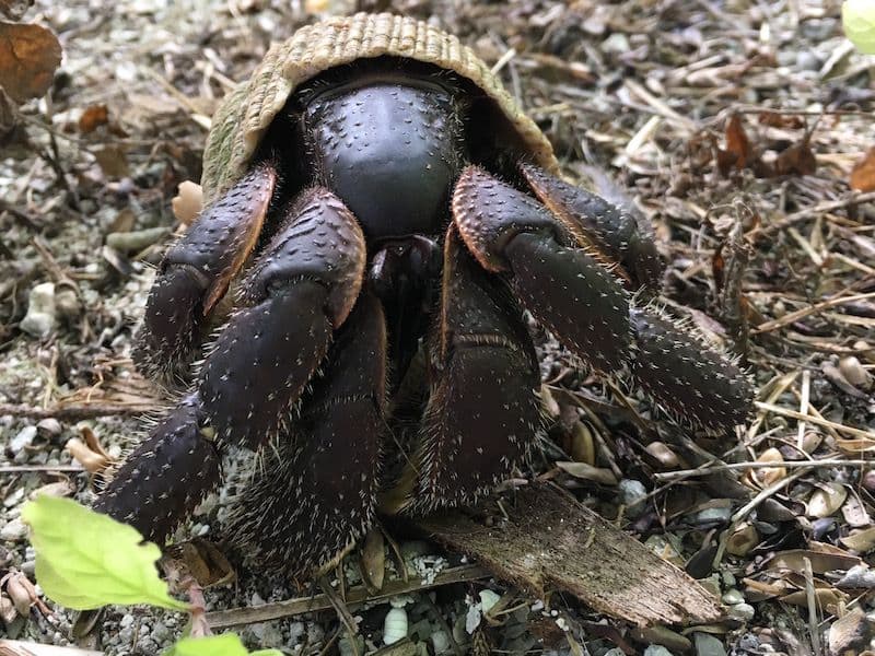 Forest hermit crabs are generally of a brown color but they can also be orange, black, or reddish.