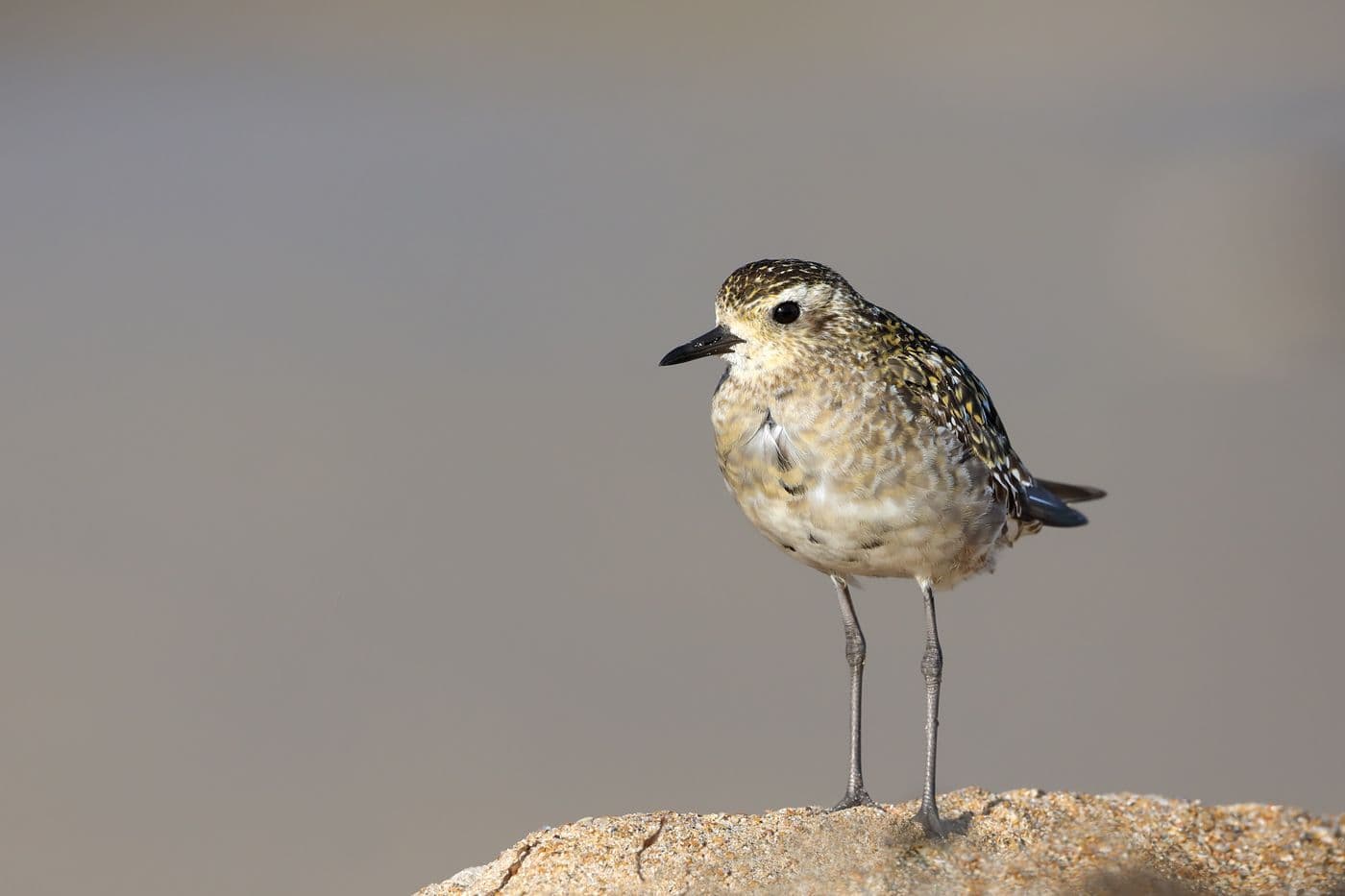 Non reproductive plumage