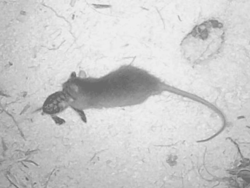 A rat in action on the atoll