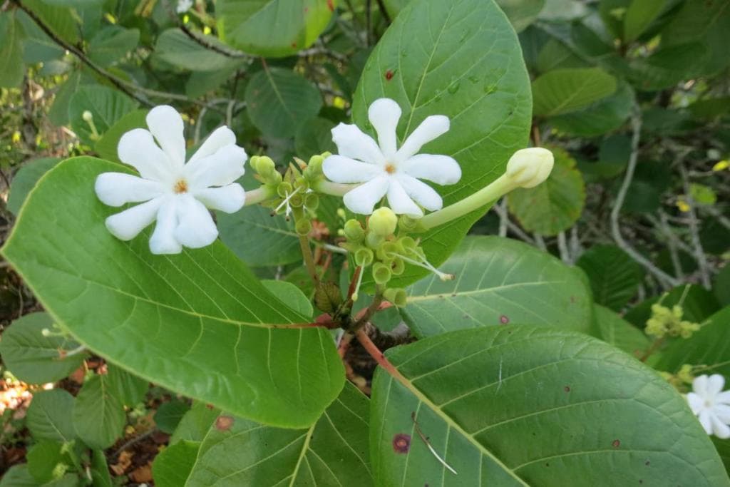 Guettarda speciosa