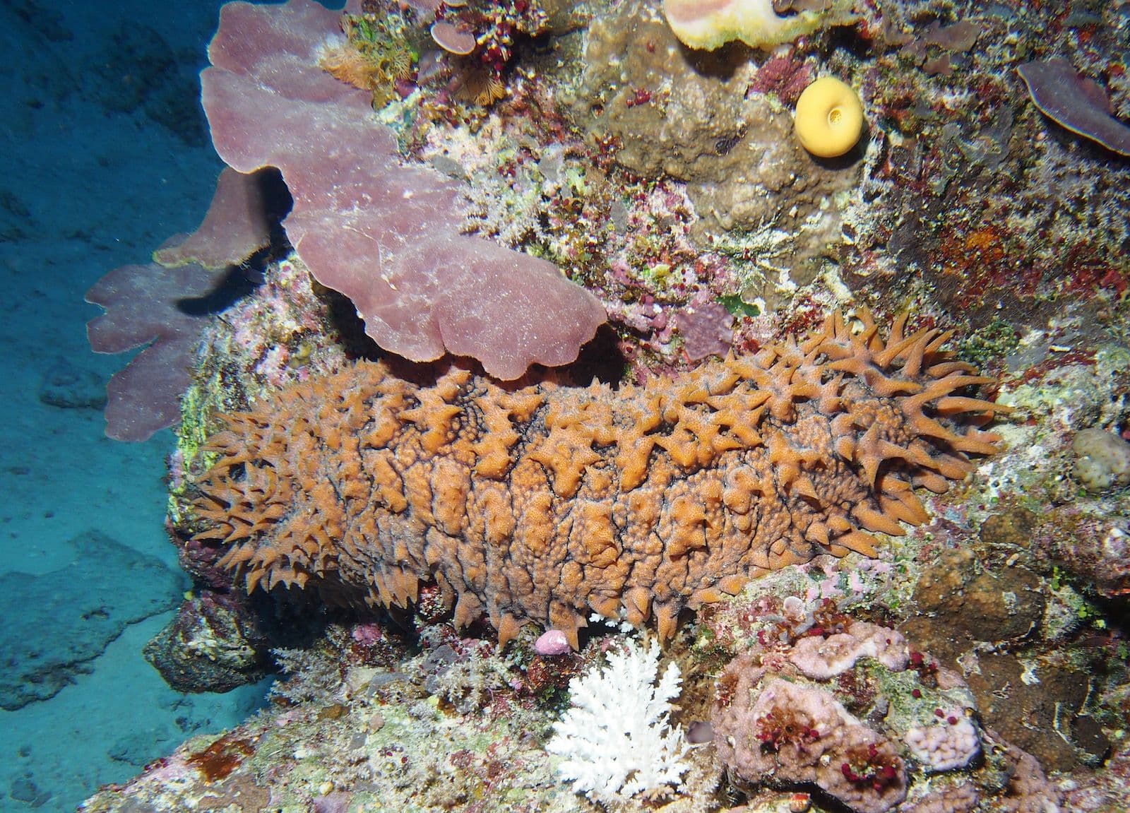 Thelenota ananas