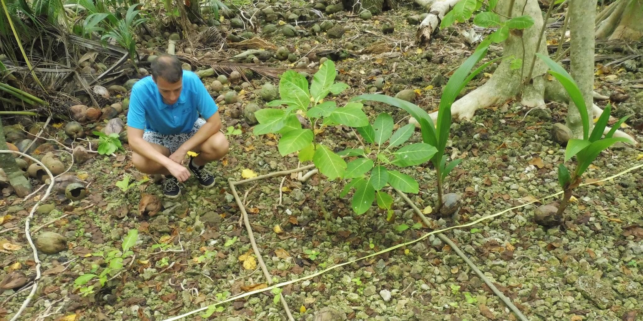 Tobias counting plantlets of Pisonia grandis