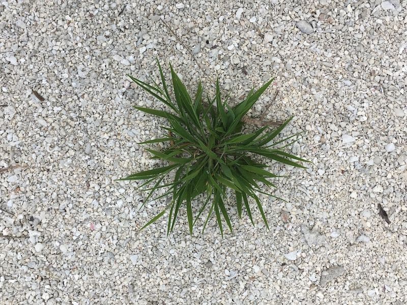 Lepturus repens on motu Honuea
