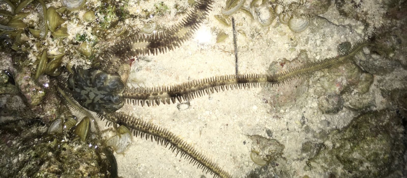 brittle star at night