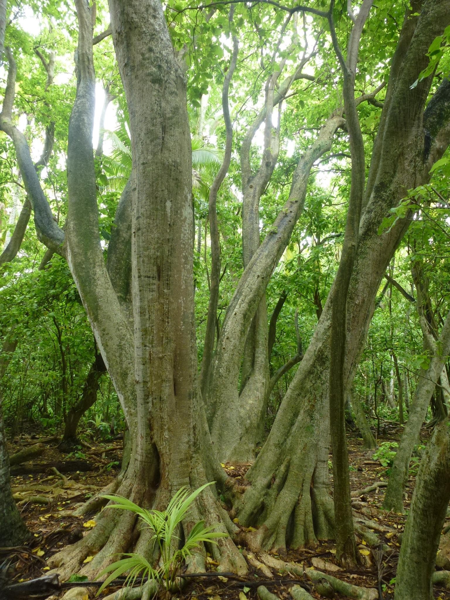 A stand of large trees