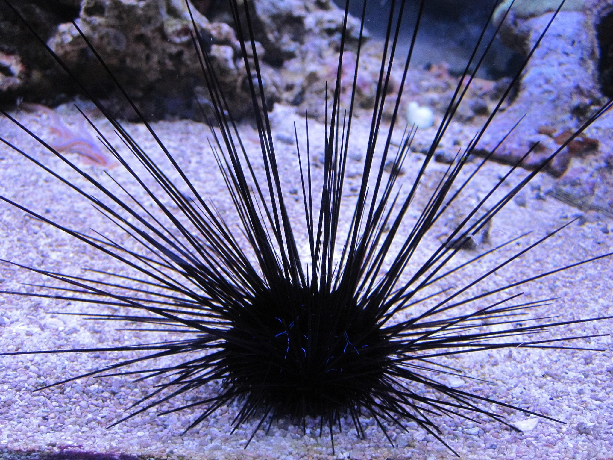 Vana is primarily black and recognizable by its long spines, that resemble long needles.