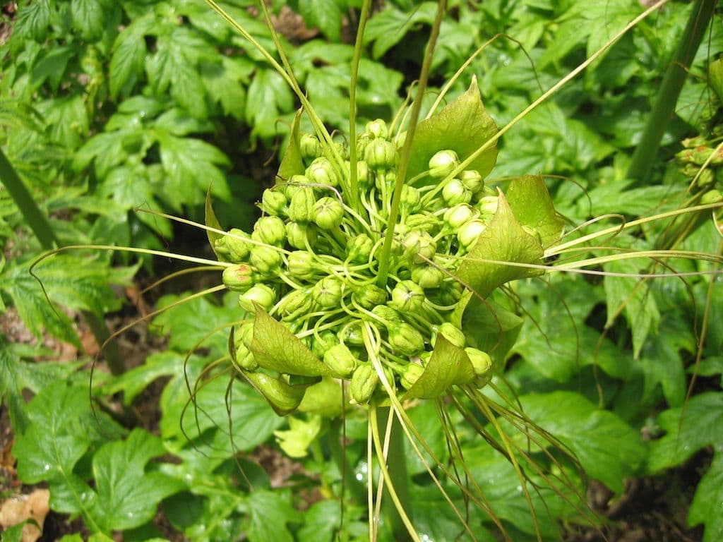 Fruits