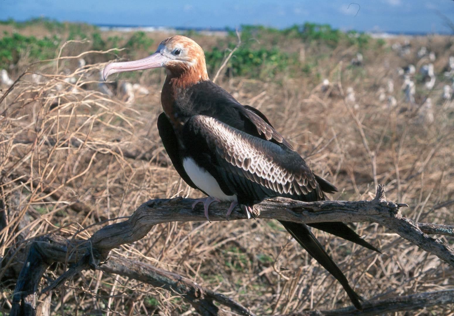 Immature female - Lesser Frigatebird