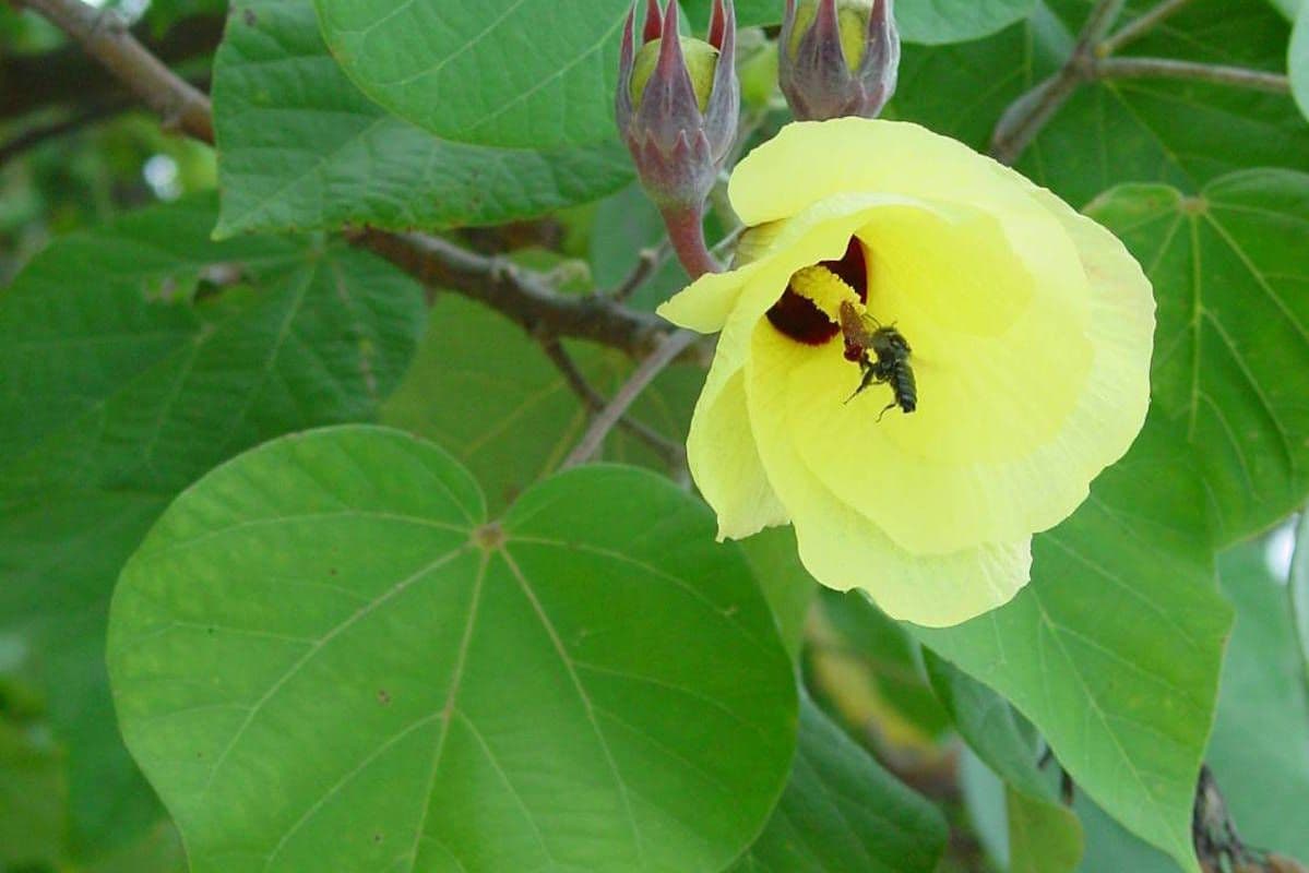 The plant of many uses