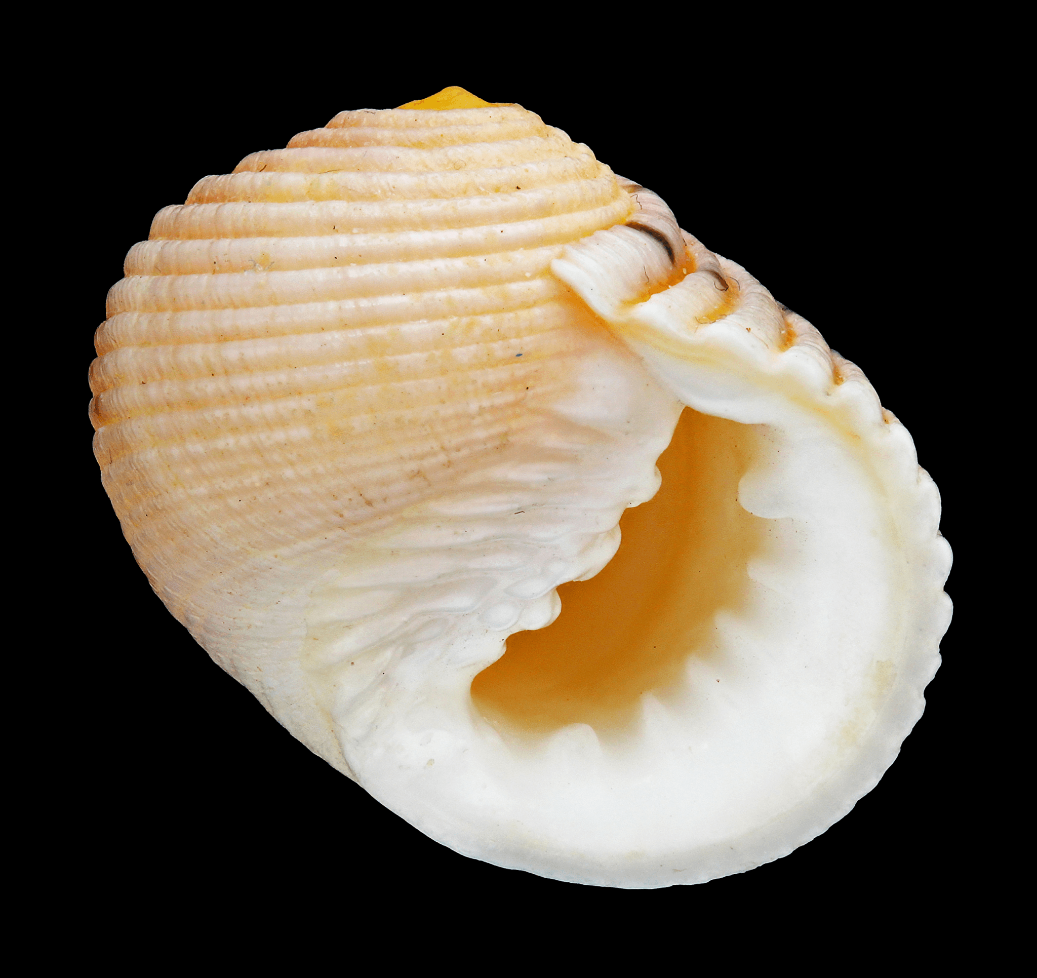 empty shell