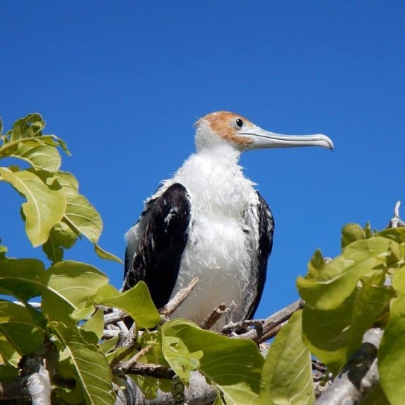 Great frigatebird female adult