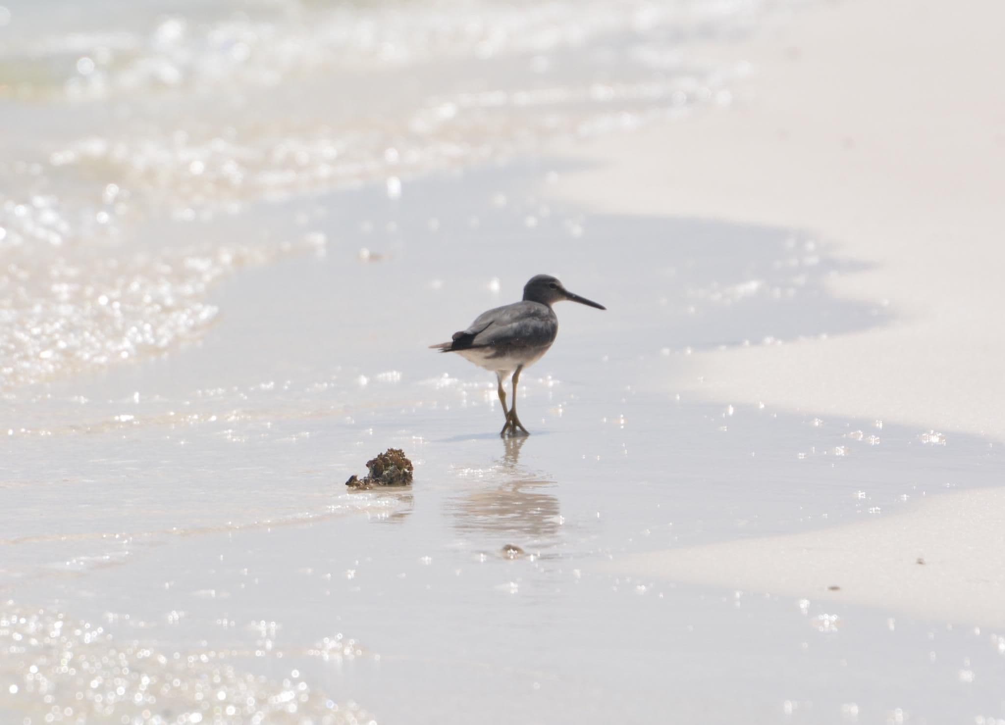 Wandering tattler