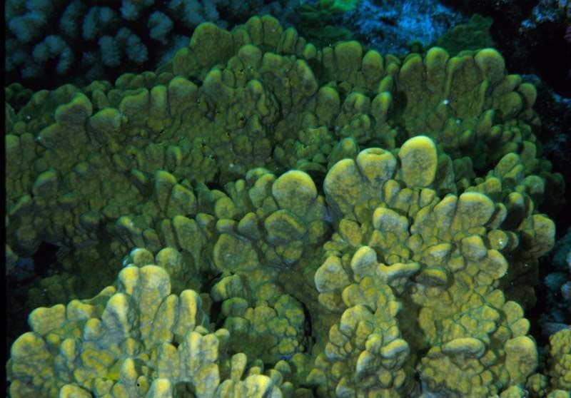 We find fire coral in shallow waters in the Indo-Pacific and the Red Sea.