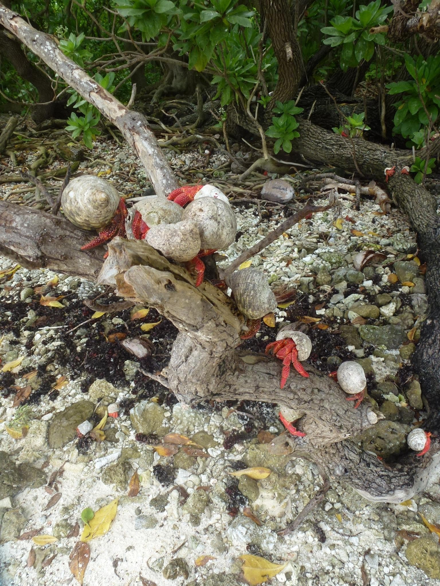Strawberry Hermits are detritivores capable of eating all that is organic (ex: wood or dead animals).