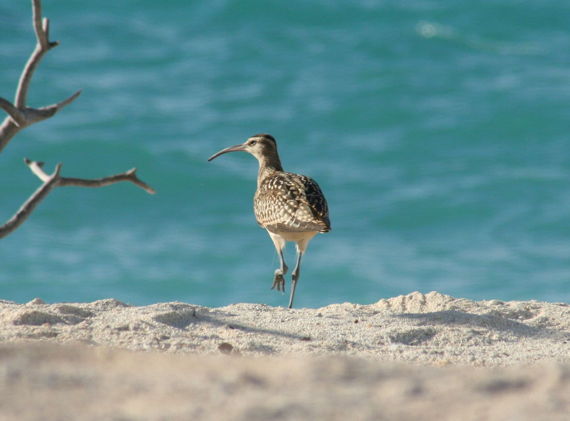 Bristle-thighed curlew on the beach