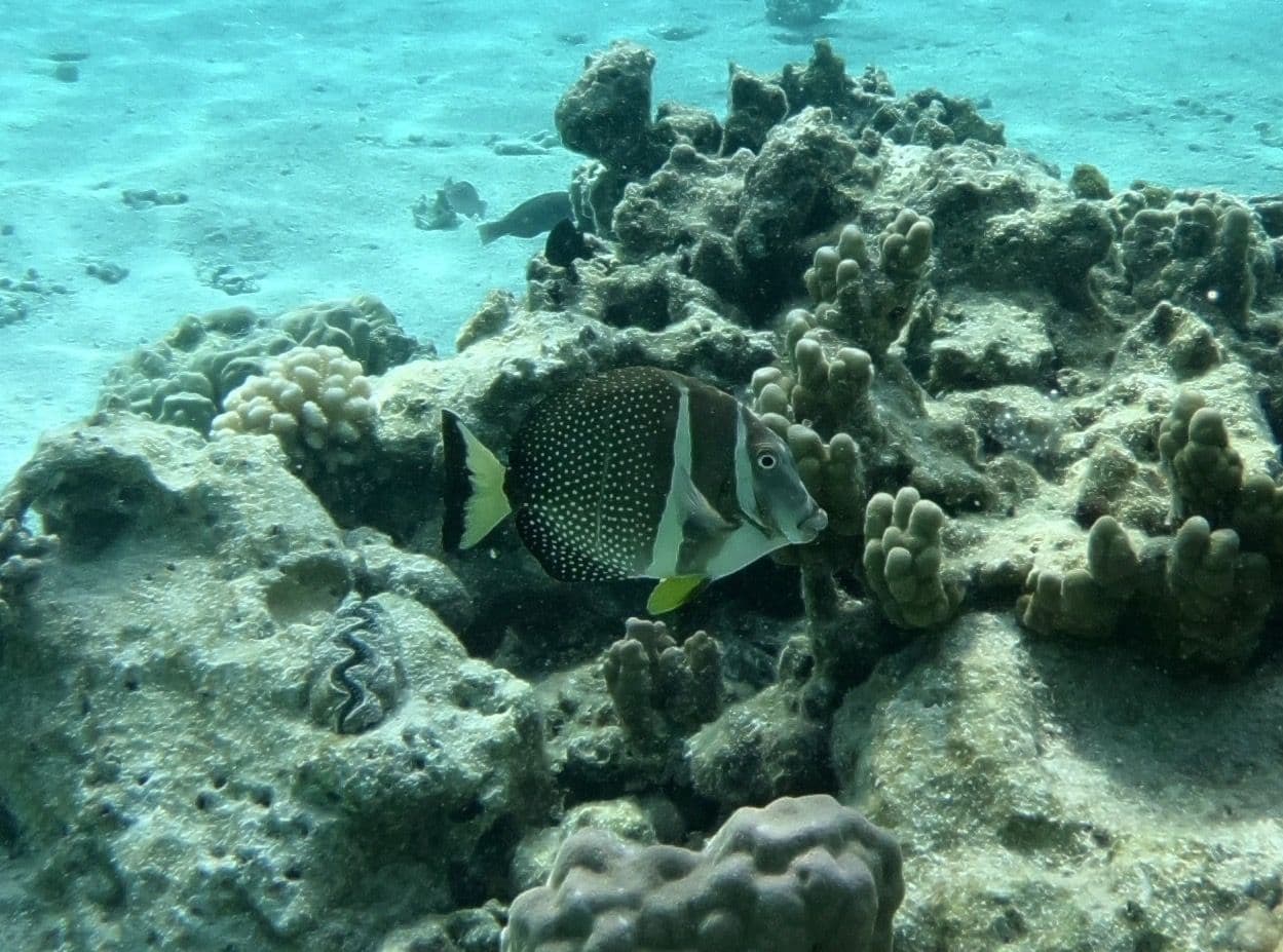 This fish is found along the rocky shores and in furrows adjacent to the barrier reef.