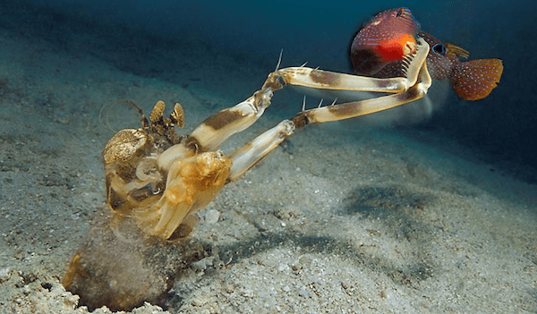 A mantis shrimp catching fish