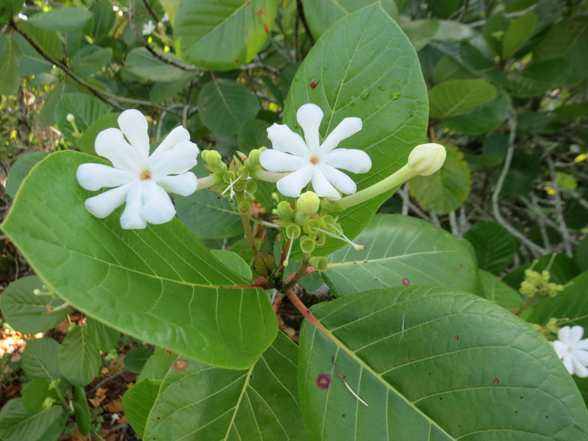 These little white flowers of Tafano are used to make traditional hei.