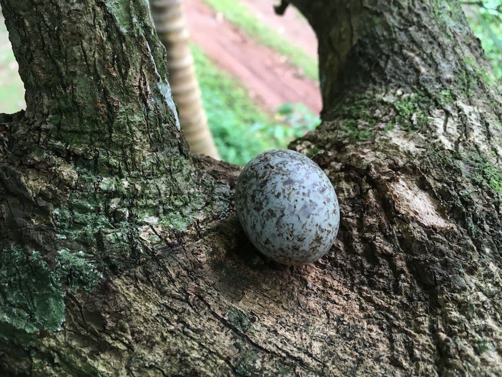 A particularity of the Common White Tern is that they do not build a nest, and instead lay and incubate their eggs in a nook on a tree branch.