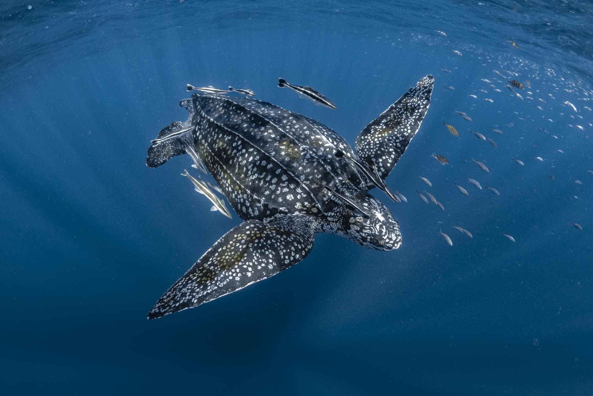 Leatherback turtle