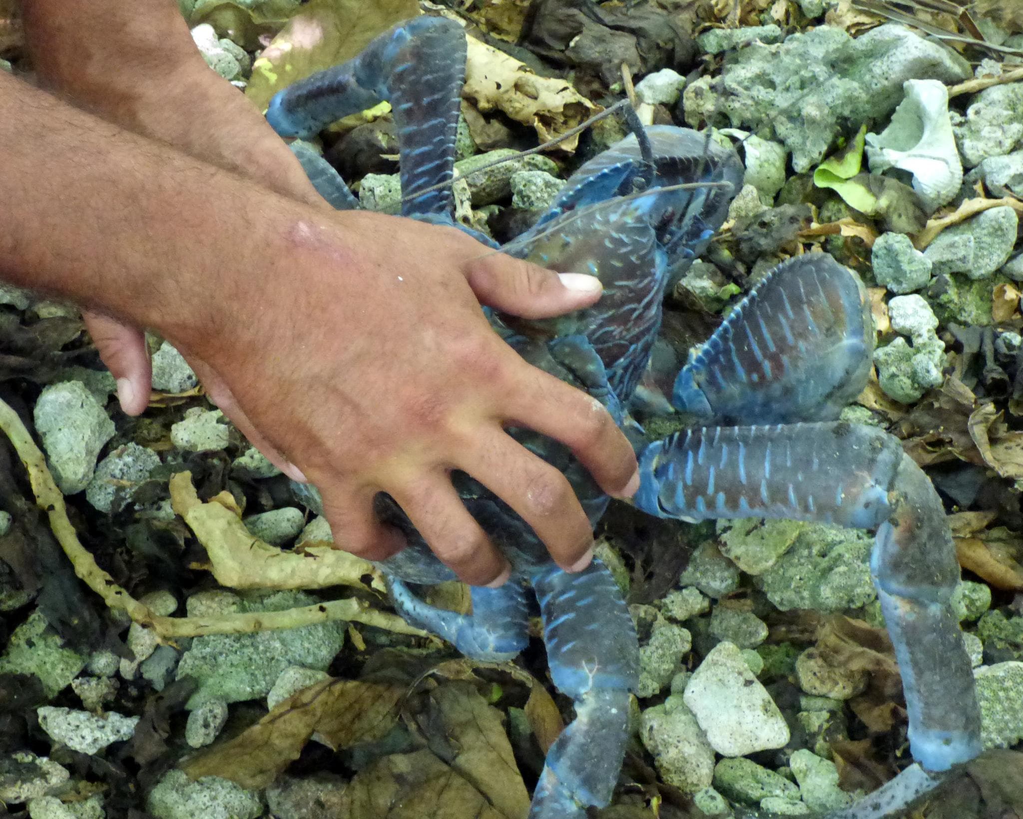 The coconut crab is the largest terrestrial arthropod in the world.