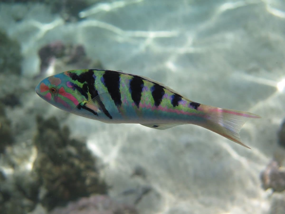 This wrasse is found in shallow waters of the lagoon or at the top of the external slope