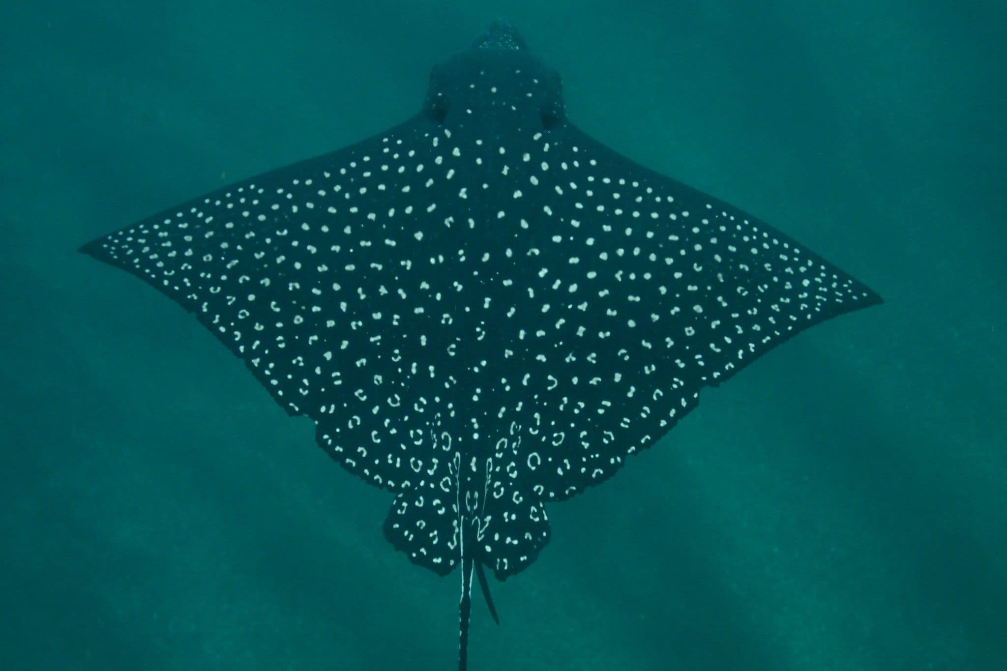 Fai manu are deep blue or black with white spots on top with a white underbelly.