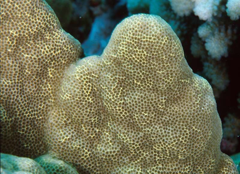 A coral is composed of a colony of many polyps that live in symbiosis with zooxanthellae.
