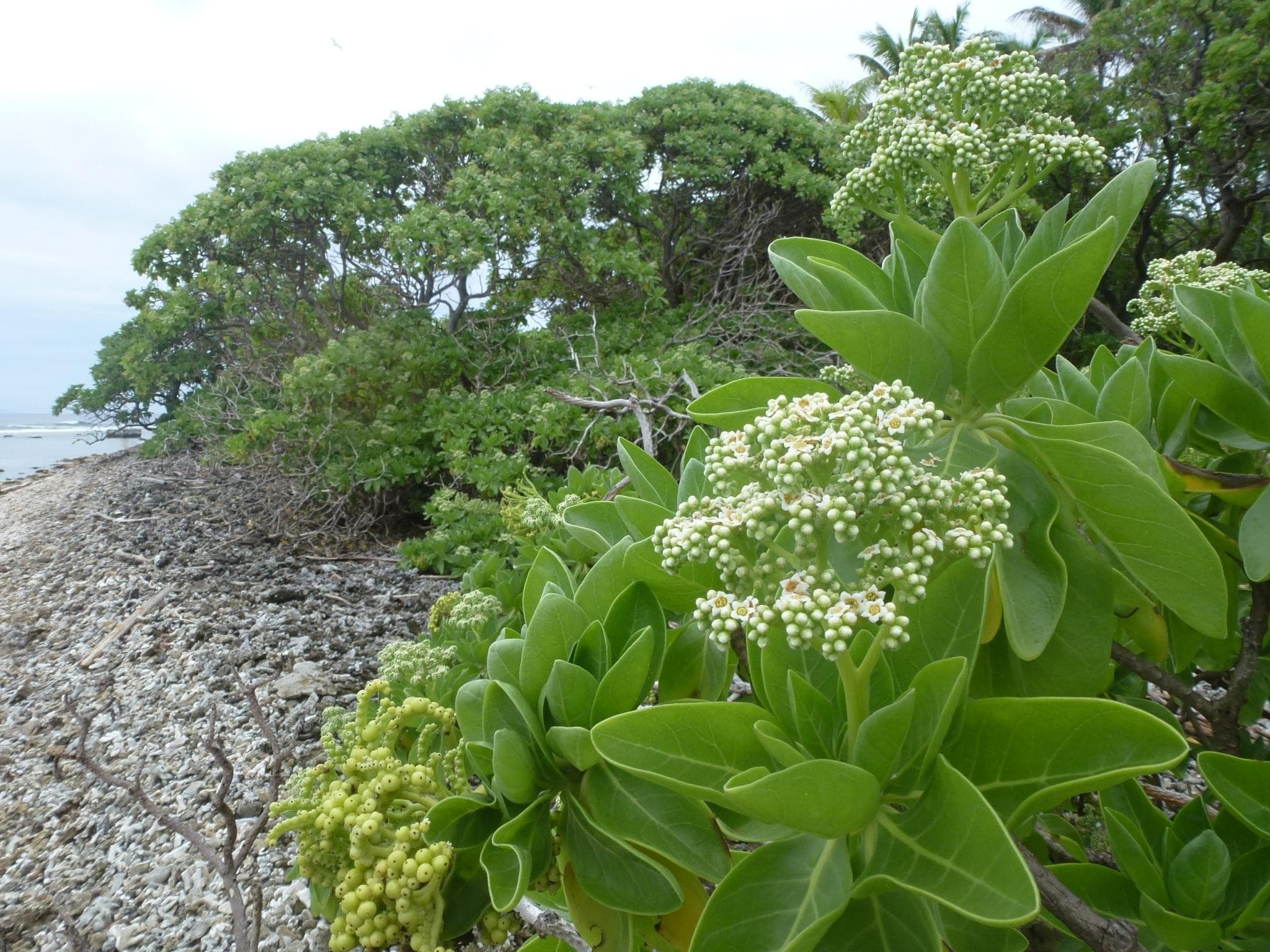 Flowering