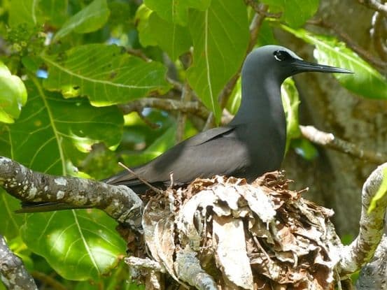 Black Noddy on the tree
