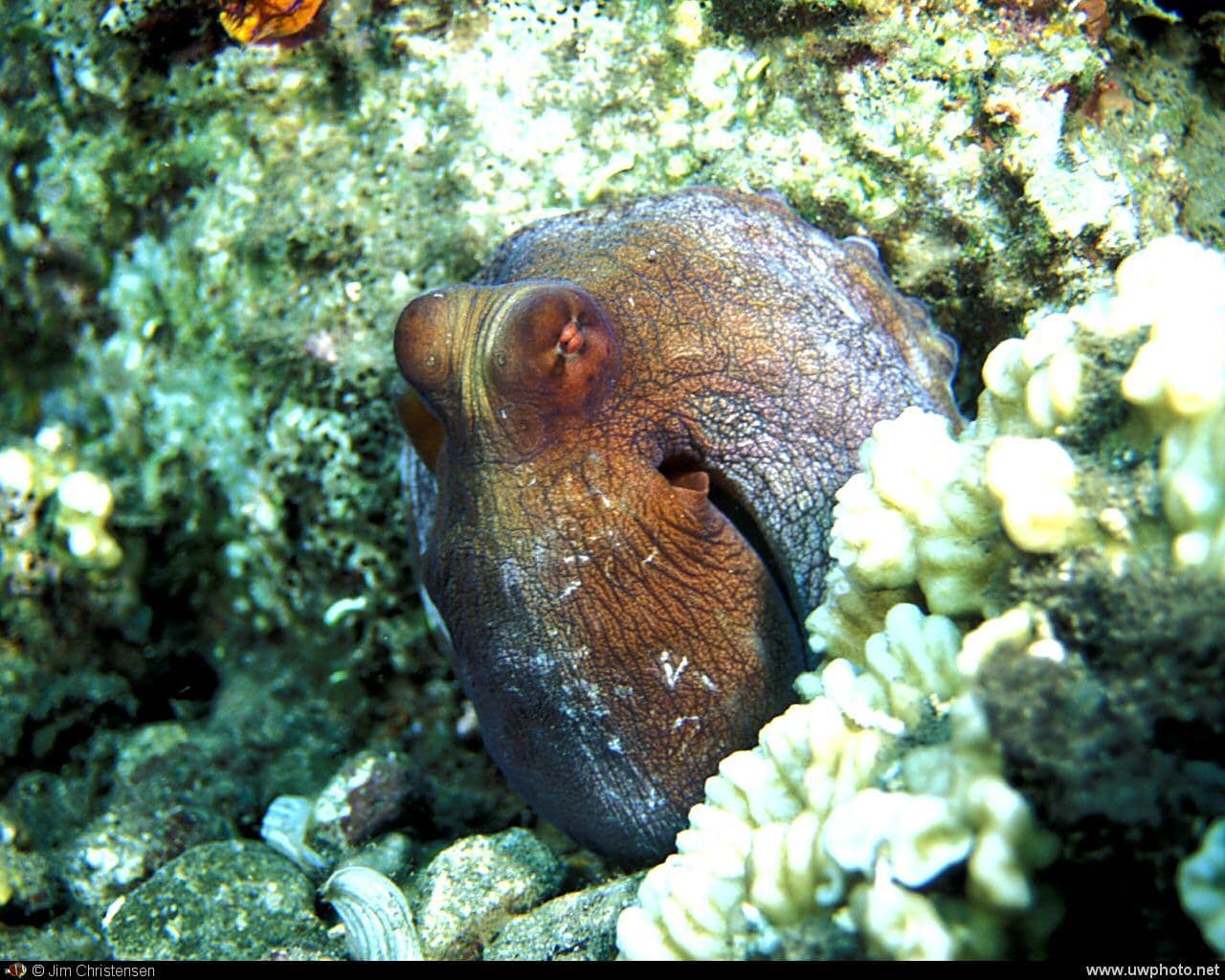 Researchers consider octopuses to be the most intelligent invertebrates