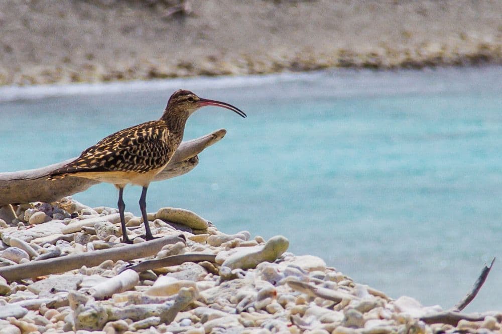 bristle-thighed curlew on the shore of the atoll