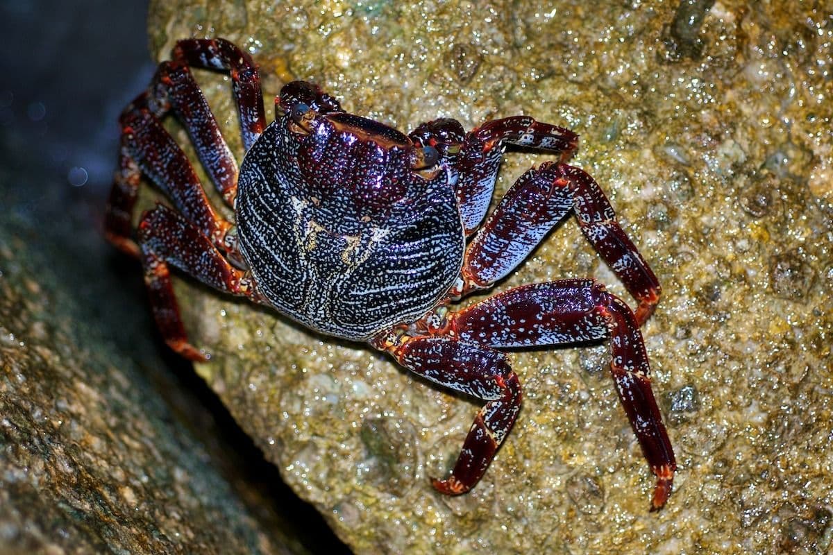 Toetoe is a common crab in French Polynesia and is found all over the tropics.