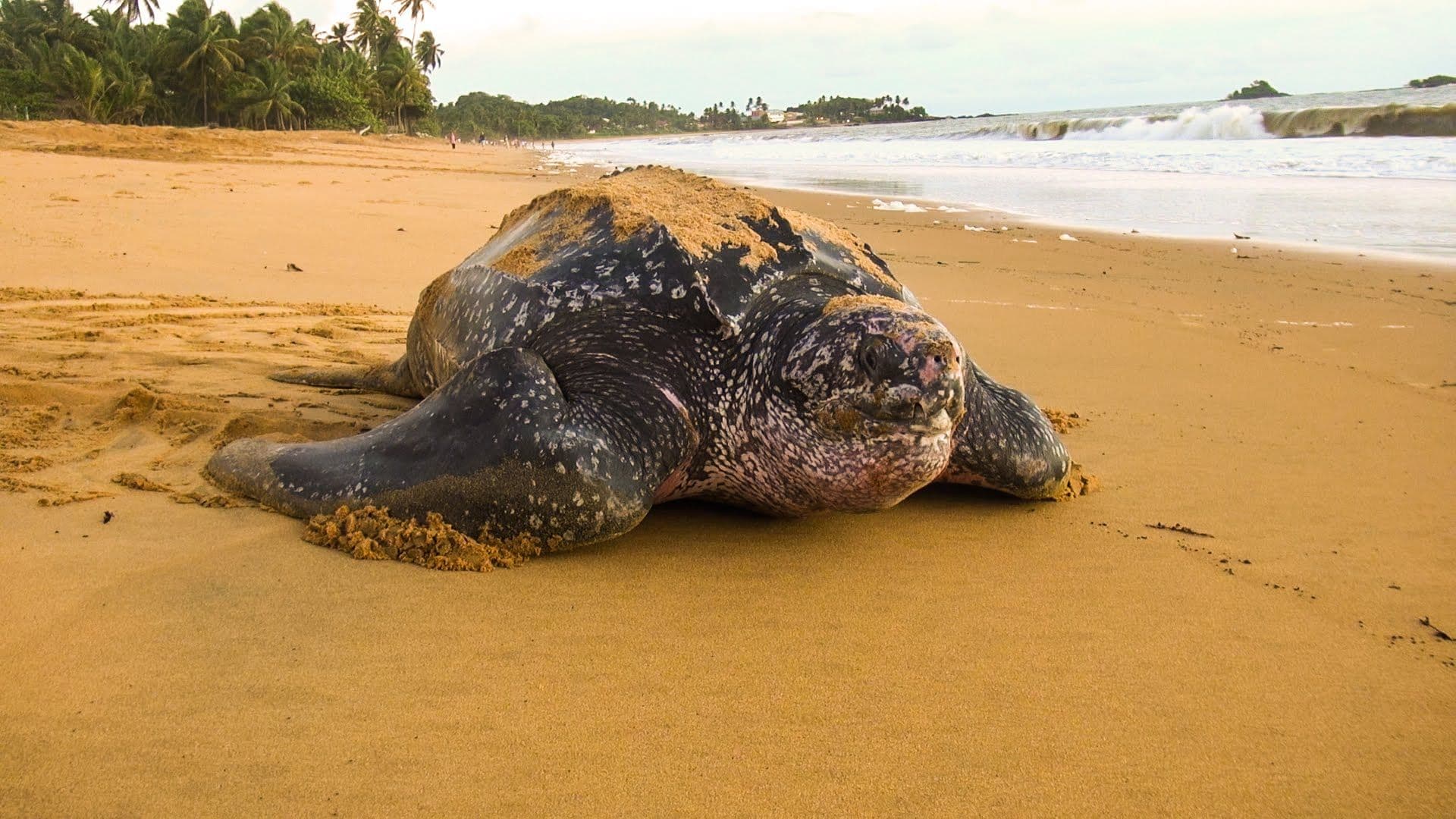 Leatherbacks are the largest living turtles.