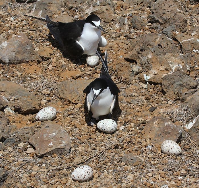 terns with eggs