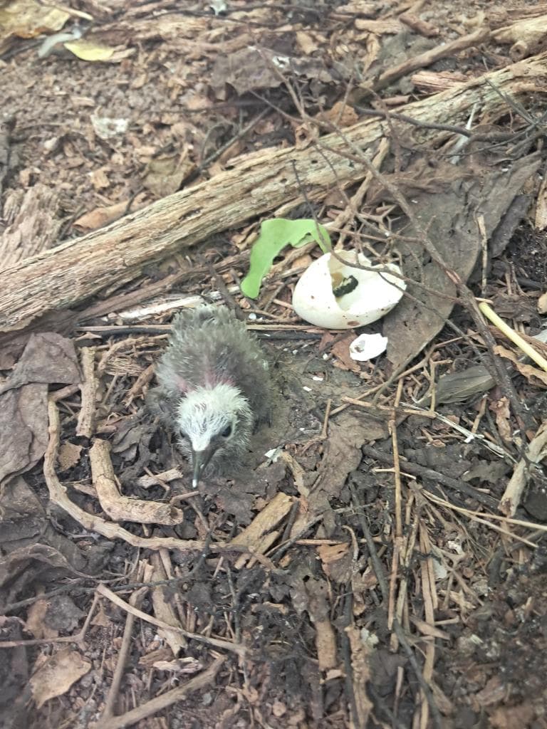 noddy chick