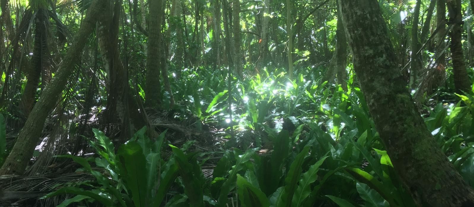 forest on motu Reiono