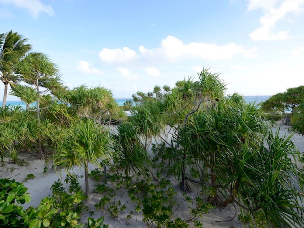 pandanus stand at The Brando Resort