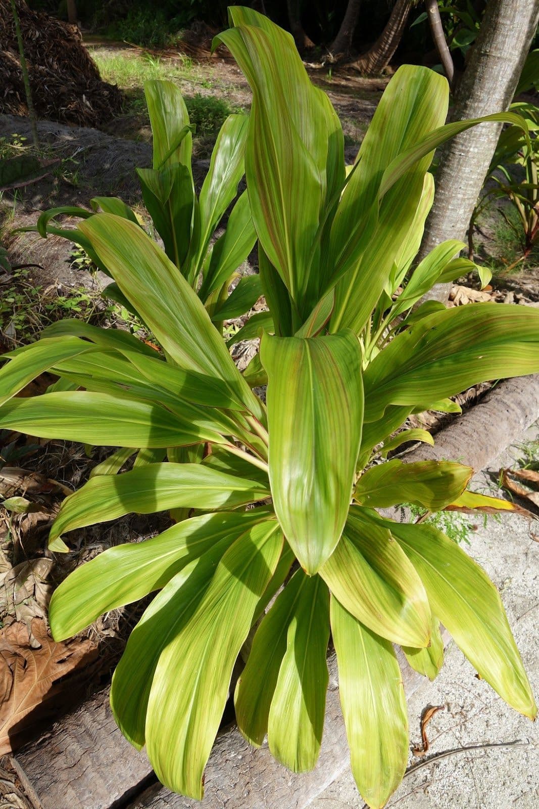 The leaves were consumed by the Hawaiians who also used the roots of the ‘Auti to make a strong alcohol, O-Kole-Hao, which was a tradition taught to the Tahitians. The European missionaries used them to ferment their beer.