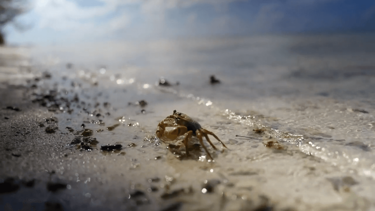 The Living Laboratory : Crab Preservation