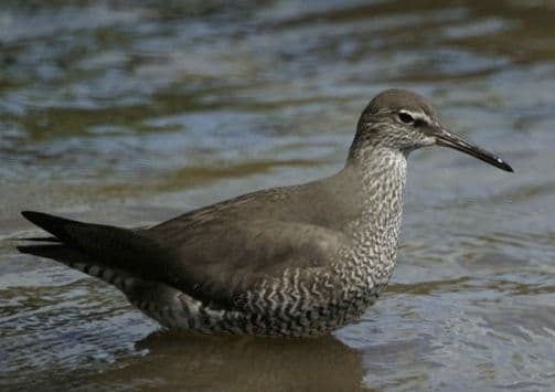 The wandering tattler is a wading bird