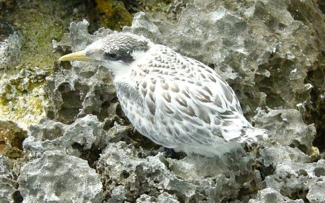 Juvenile Great crested tern