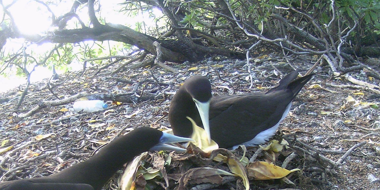 nestbuilding