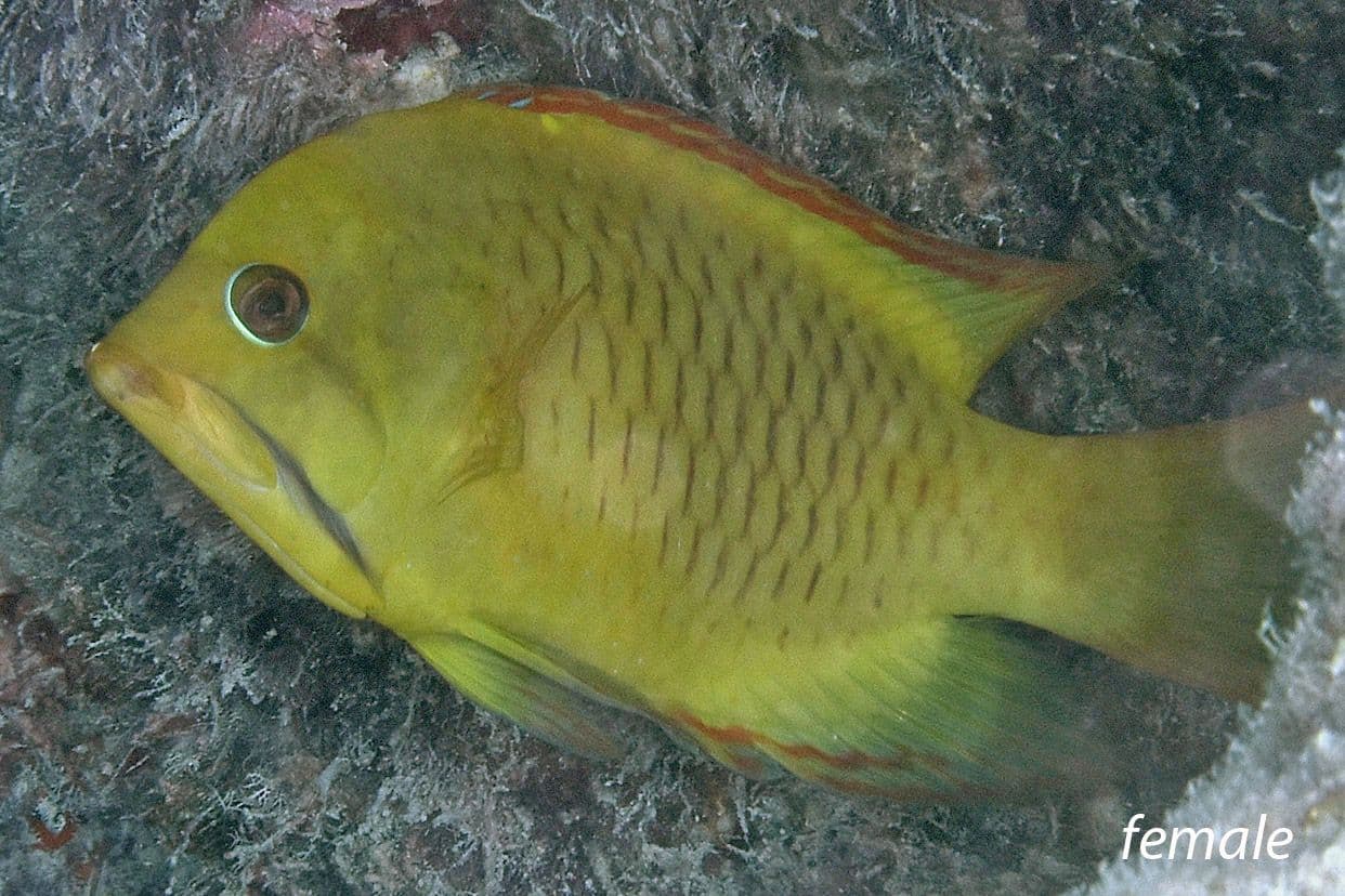 Papae utu roa can be found around the external slope, but also in the calm and clear waters of the lagoon.
