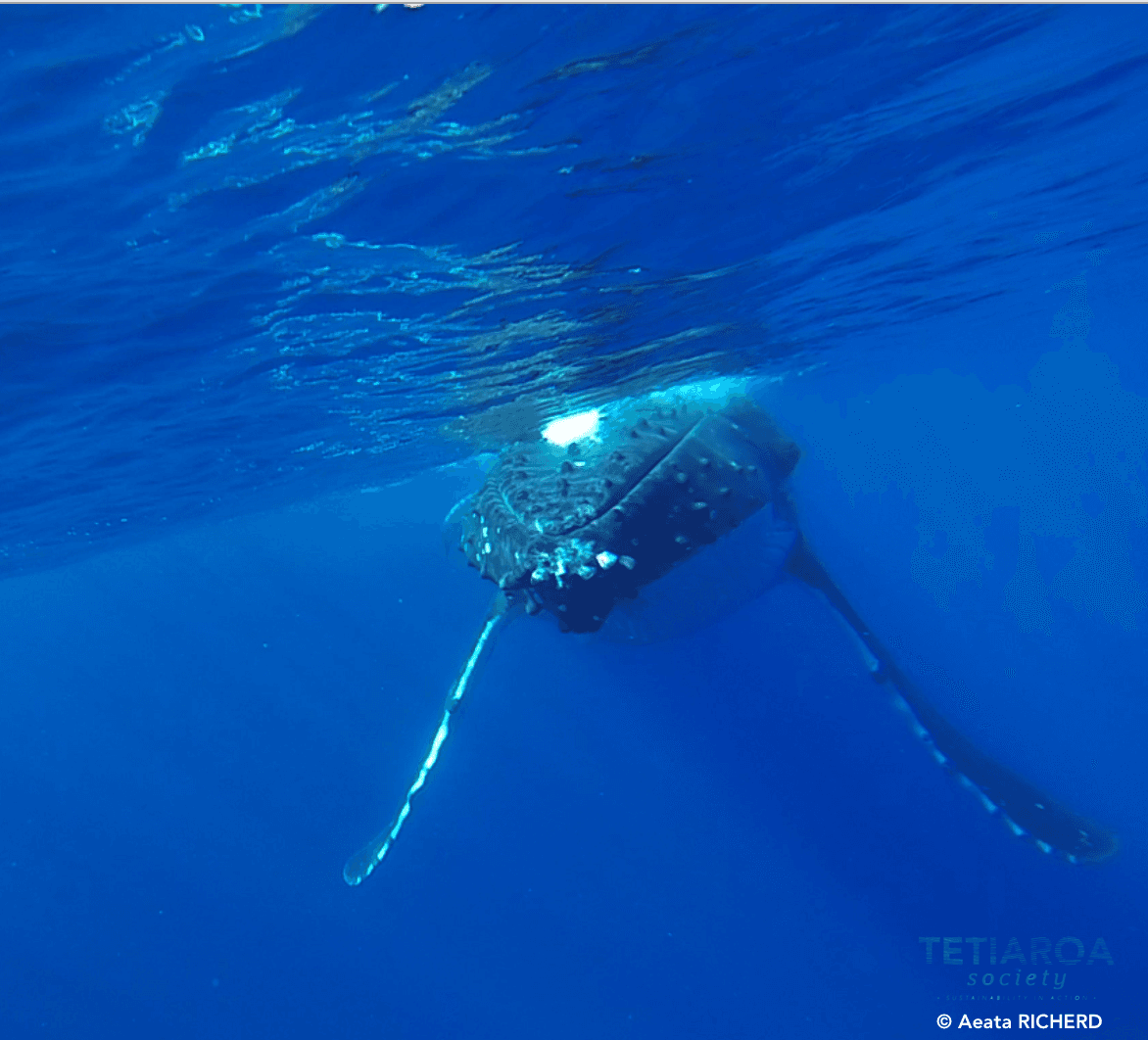 the whales are back