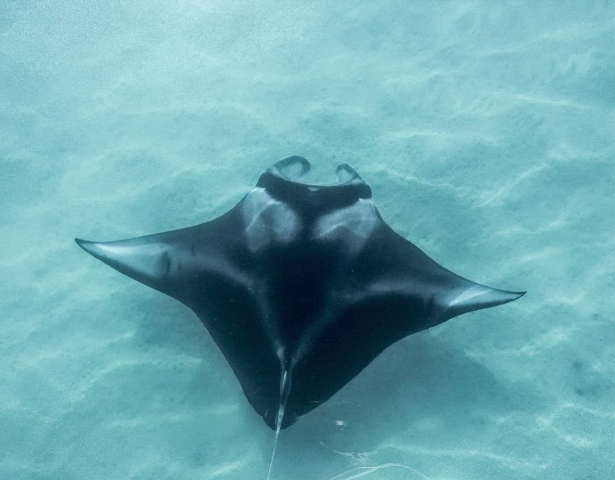 Manta rays feed by filtering sea water and large amounts of zooplankton in the form of shrimp, krill and planktonic crabs.