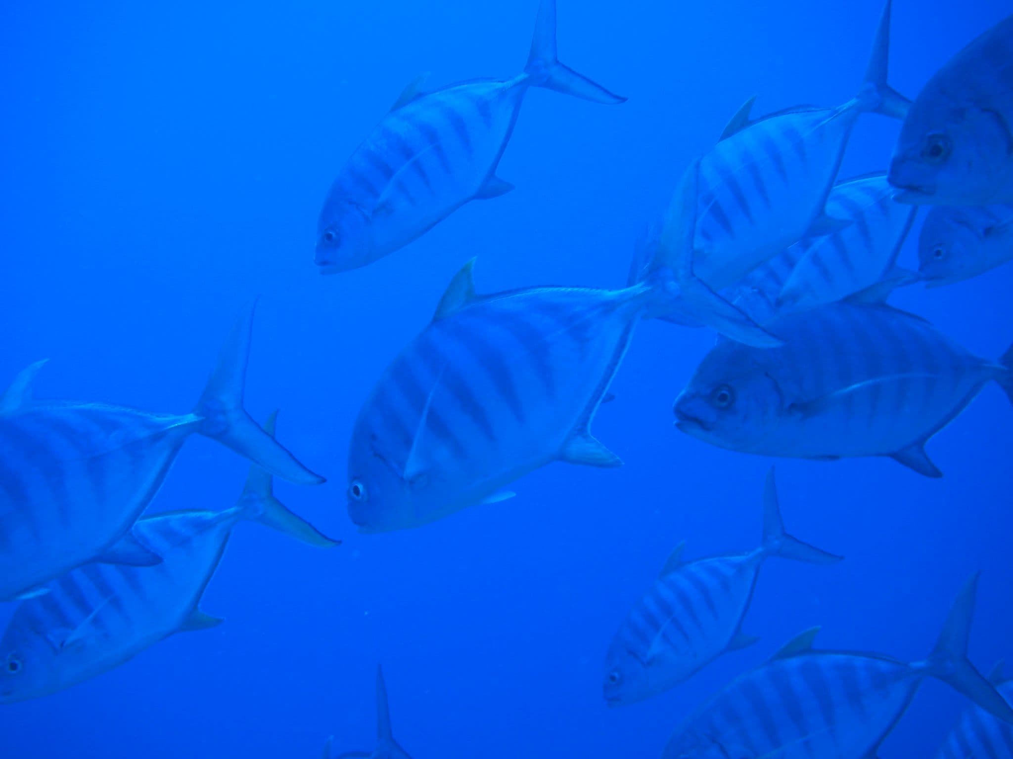 Barred Jacks eat crustaceans, mollusks, and small fish.