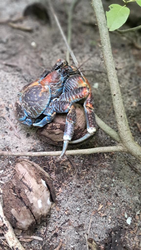 coconut crab